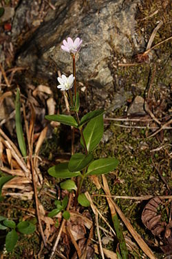 Epilobium clavatum 5575. 
 JPG