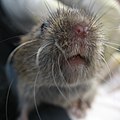 short-tailed field vole