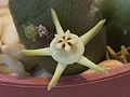 Květ Duvalia parviflora