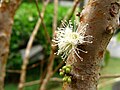 Květy na kmeni myrciarie Myrciaria cauliflora