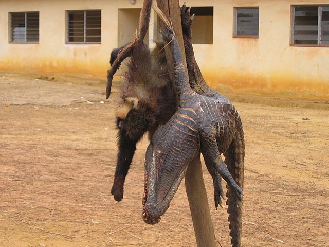 Viande de brousse en vente au bord d'une route (Gabon, 2006).