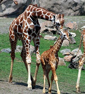 A male (bull) with a baby (calf) giraffe, Gira...