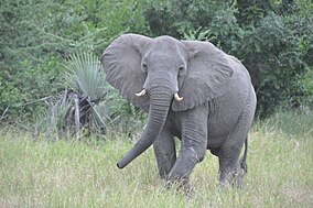 A young elephant standing in tall grass, looking at the photographer. It has one foot slightly raised as if it's about to walk forward.