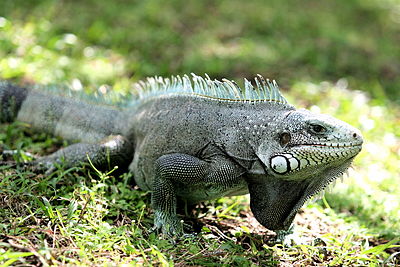 Iguane (Guadeloupe).