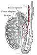 Coupe verticale du testicule, pour montrer la disposition des conduits.