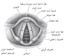 مدخل الحنجرة.