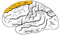 左大脳半球の外側面を横から見た図。オレンジ色の所が上前頭回。