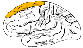 Верхняя лобная извилина головного мозга