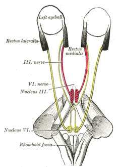 صورة تظهر نمط التزويد العصبي للعضلة المستقينة الوسطية والعضلة المستقيمة الجانبية للعين.