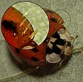 Harmonia.axyridis.with.Laboulbeniales.jpg