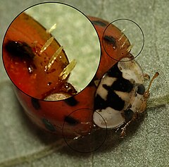 Harmonia.axyridis.with.Laboulbeniales.jpg