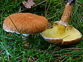 Suillus cavipes