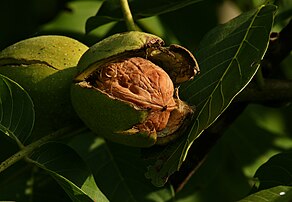 Une noix, fruit à coque du noyer commun (Juglans regia), dans son brou éclaté. On extrait de cette enveloppe une teinture (le brou de noix) utilisée notamment en peinture (lavis) et en menuiserie. (définition réelle 3 461 × 2 396)