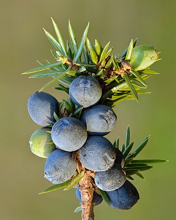 Juniper berries by Ivar Leidus