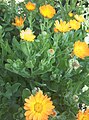 A gyulladáscsökkentő hatású körömvirág (Calendula officinalis) szárított virága, a Calendulae flos a VIII. Magyar Gyógyszerkönyvben hivatalos drog
