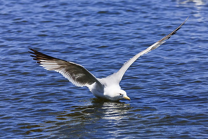 加州鸥（Larus californicus）降落在帕罗奥图鸭子池。摄于加利福尼亚州帕罗奥图海湾湿地自然保护区。