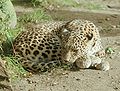 Persian leopard kept in Hannover's Adventure Zoo, Germany