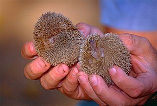 دو خارپشت کوچک (Echinops telfairi).