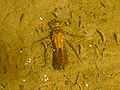 Larva de Odonata en Oza-Cesuras.