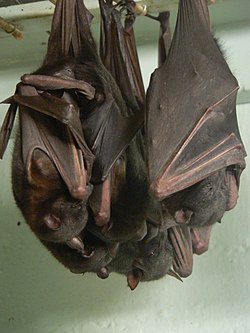 Little Red Flying-fox, Pteropus scapulatus Pengo.jpg