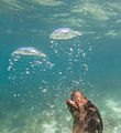 Imaxe subacuática dun lobo mariño (Zalophus californianus wollebaeki), illa de San Cristóbal.