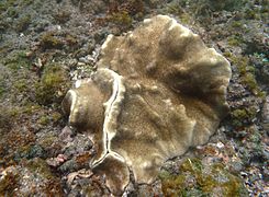 Corail mou Lobophytum latilobatum?