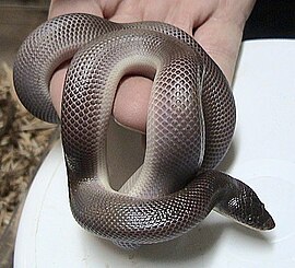 Змія двоколірна