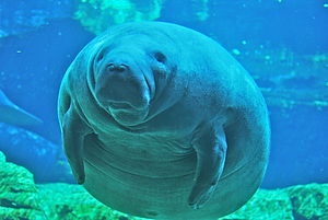 English: Manatee at the Sea World Exhibit in O...
