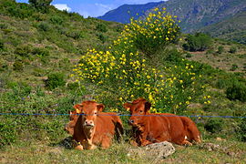 Vaca de la Albera en la sierra de la Albera