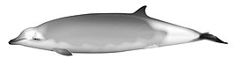 Mesoplodon eueu