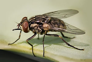 Wie heißt dieses Insekt?, Allgemeines / Lifestyle - HIFI-FORUM