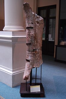 Photo of the assigned upper thigh bone on exhibit at the Museo de La Plata