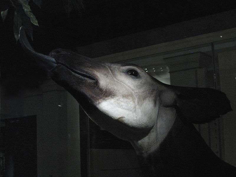 File:Okapi (head).jpg