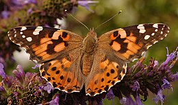 Usninukas (Vanessa cardui)