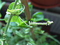 Filo de Passiflora umbilicata.