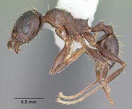 Pheidole diversipilosa