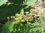 Miniatura para Phytolacca americana