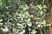 Loorbeerersatz (Pimenta racemosa; Früchte auch als Pimentersatz, Litsea glaucescens, Umbellularia californica)