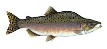 Lalaking malareng salmon (Male pink salmon)