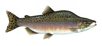 Un saumon rose à bosse originaire du Nord de l'océan Pacifique. (définition réelle 2 346 × 1 063)