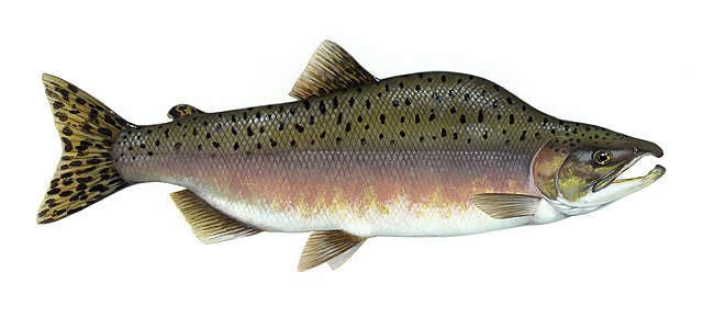 Горбуша () - врста лососа.