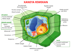 Xaneya riwekan