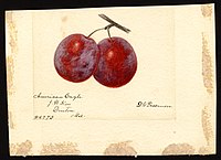 Image of the American Eagle variety of plums (scientific name: Prunus domestica), with this specimen originating in Denton, Caroline County, Maryland, United States