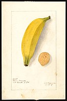 Image of the Platano Morado variety of bananas (scientific name: Musa). (1907)
