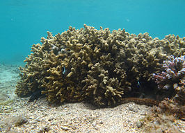 Porites cylindrica