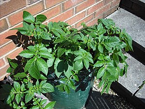 English: Photo of potato plants growing in a t...