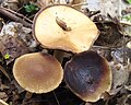 Psathyrella fatua