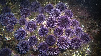 Prolifération de Strongylocentrotus purpuratus en Californie. Ils y ont fait considérablement régresser les forêts de kelp.