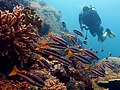 Image 10A diver in Raja Ampat (from Tourism in Indonesia)