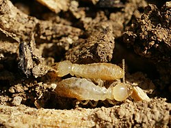 Reticulitermes banyulensis